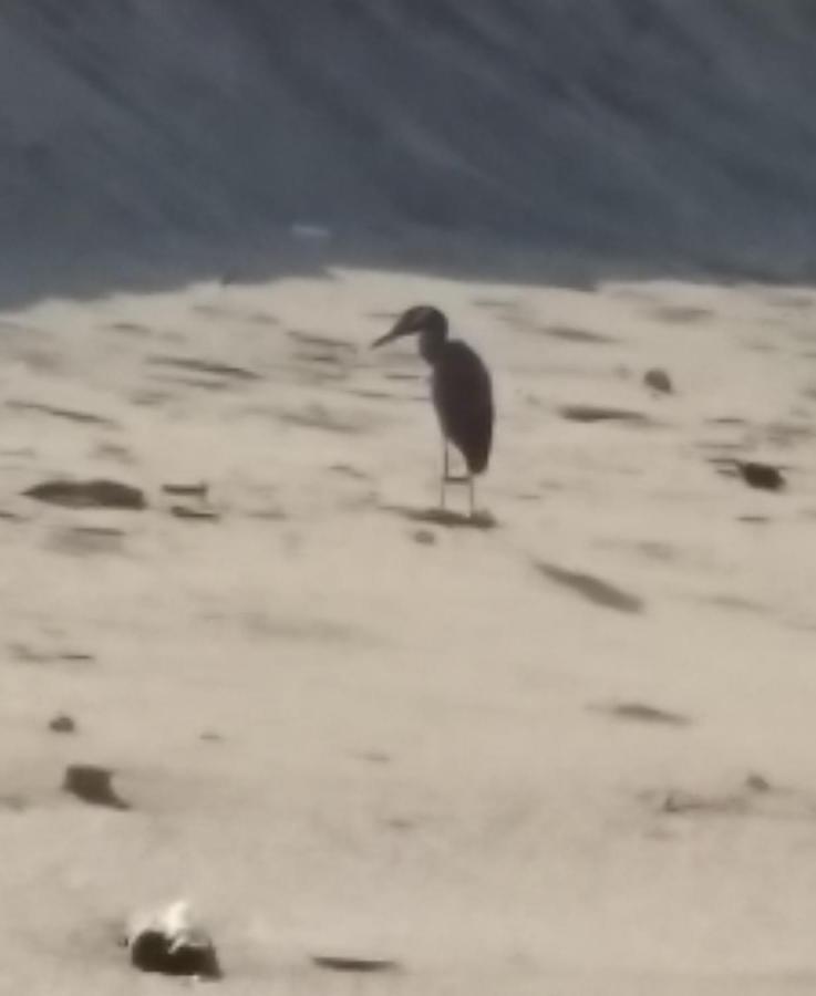 Hostal Las Garzas Del Pelado Playas Exteriör bild